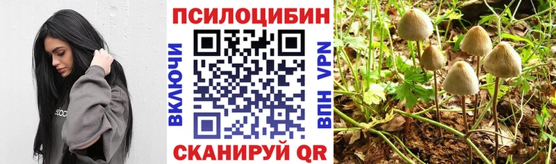 Купить закладки Новоульяновск Псилоцибиновые грибы мицелий